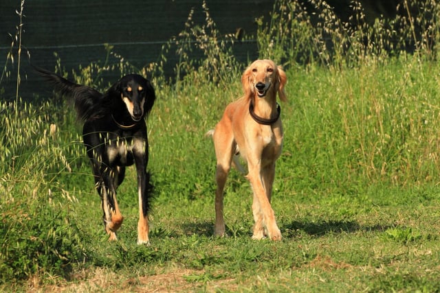 The Saluki has a silken coat, superior demeanor, elegant gait and star power - more than earning the collective noun of a Hollywood of Salukis.
