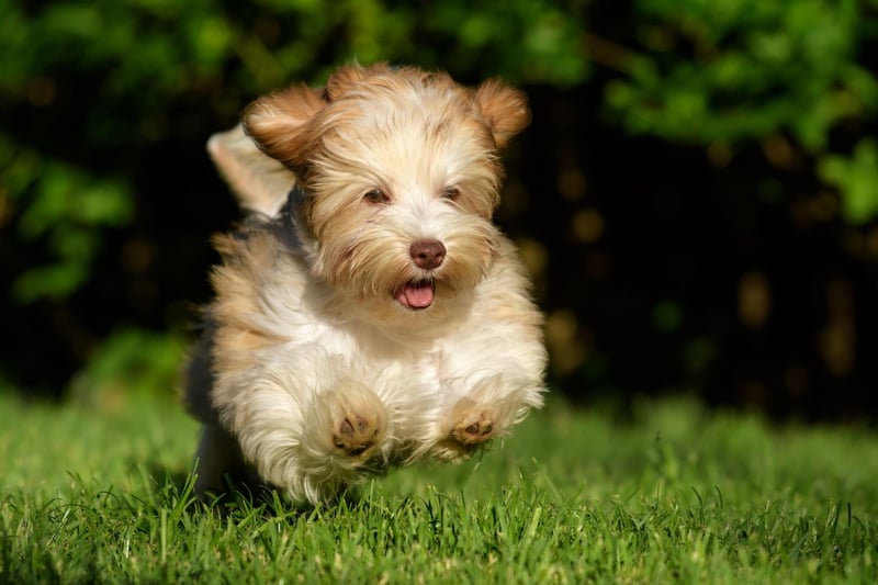 Hailing from Cuba's capital city, the Havanese, like most small dog breeds, have more chance of developing liver and kidney disease than larger dogs. Otherwise these adorable characters can be expected to remain healthy for the majority of their lives.