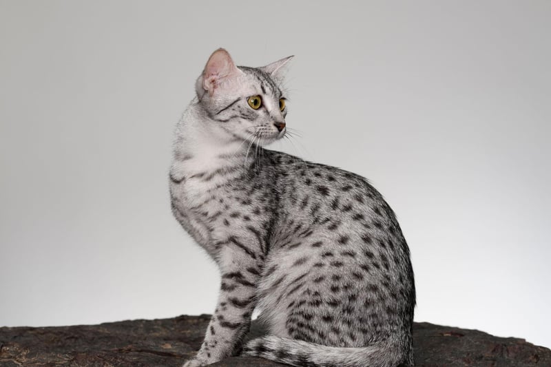 With an annual insurance cost of £285.49, the Egyptian Mau policies are the fourth most expensive.