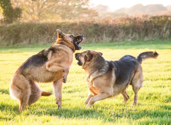Some breeds of dog just never tire of playing games and are particularly playful. Picture: SashaFoxWalters/Getty Images/Canva Pro