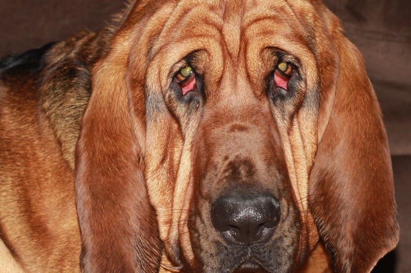 The Bloodhound's long face, pendulous ears, wrinkly face and slavering mouth may not be obviously attractive, but they are all designed to help them be the best tracking dog on the planet - able to follow scents from miles away.