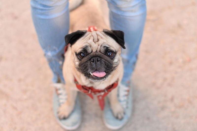 While they shouldn't be left alone for more than four or five hours, the Pug is a great dog for a solo city dweller. They are happy living in a flat, are very loving and adaptable, and make the perfect pet for a novice owner.
