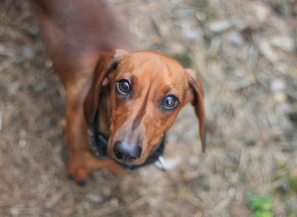 Looking for inspiration to name your Dachshund?