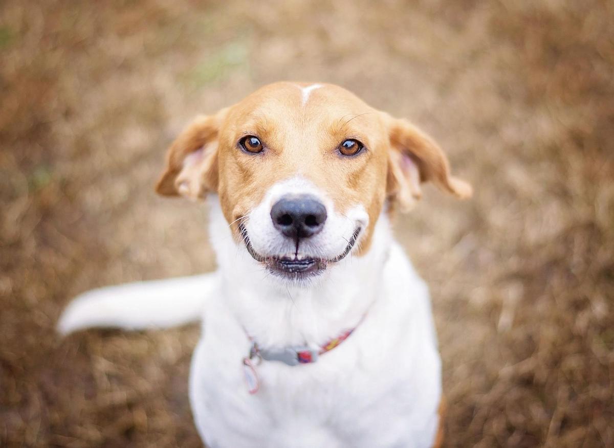These are the 10 happiest breeds of adorable dog sure to bring bring joy to your home