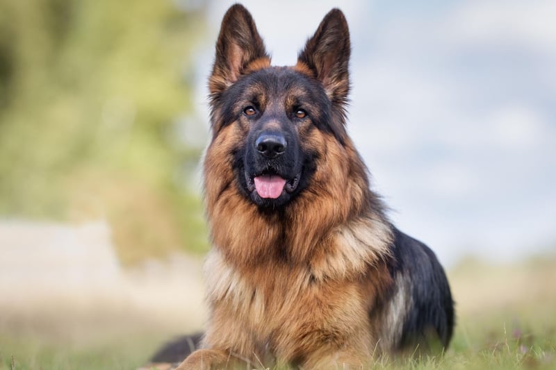 A breed popular with the army and police, the German Shepherd also regularly catches the eye of show judges - they've been awarded Best in Show three times.