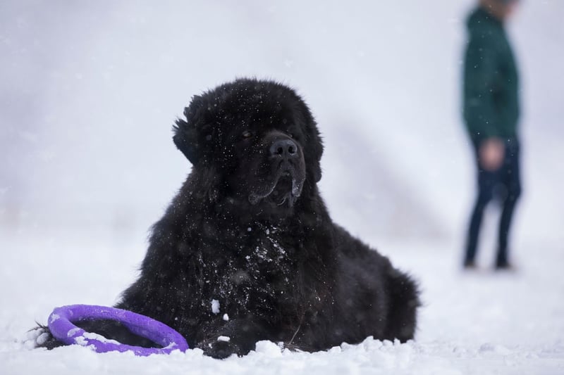 With its thick black hair and hefty body, the Newfoundland can cope with the harshest of conditions. They are particularly well known for saving people from water - able to safely swim in the iciest rivers, lakes and seas.
