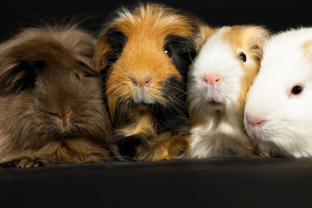 Guinea Pigs enjoyed a surge in popularity over the pandemic - 1.3 per cent of UK households now have one of the adorable creatures who originally came from South America.