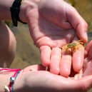 Hermit crabs and sea hares were among the first finds within St Andrews’ rock pools as part of the community-driven initiative, part funded by the ScottishPower Foundation.