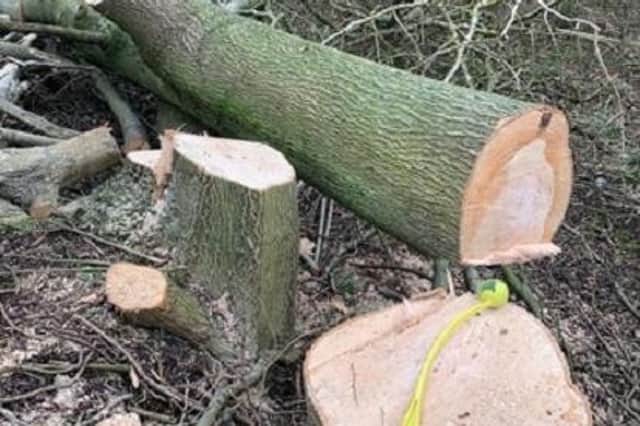 The tree felling was ruled to be legal.