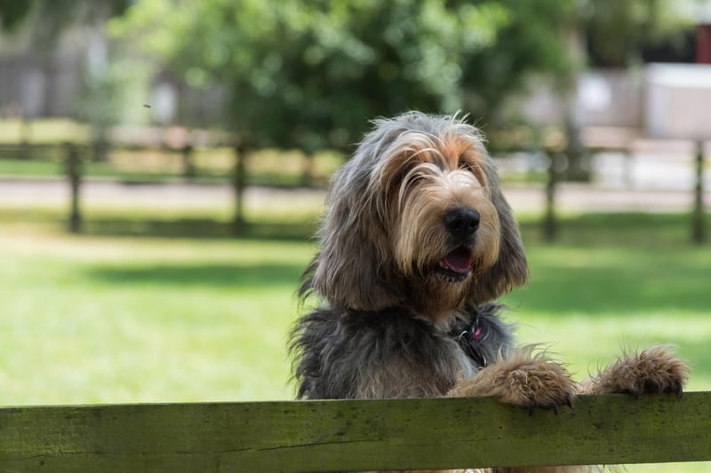 Starting with the breeds of dog that are completely at home in the water and the Otterhound. A very rare breed, as its name suggests it was used to hunt otters in Britain until the practice was outlawed in 1978. An exceptionally strong swimmer, they even have webbed feet for extra speed in the water.
