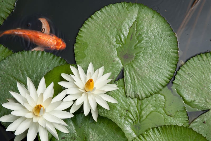 Fish are incredibly popular pets - another four million of us have a outdoor fish pond.