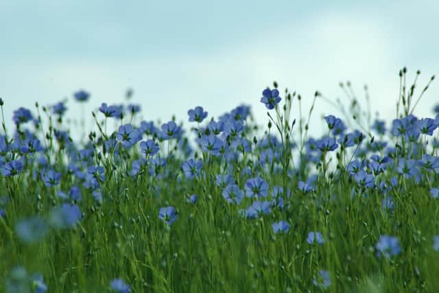 The blue flax flower was once a common site across Scotland with crops planted in huge volumes to support the country's linen industry. Creative Commons/Isamiga76