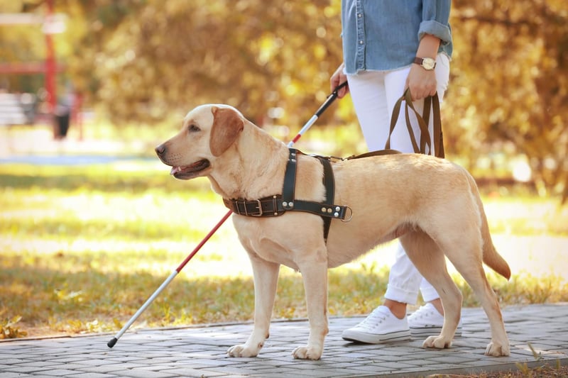 The UK's favourite dog is more than just a pretty face. Originally used by hunters to retrieve game, Labradors still carry out this task as gun dogs, but are also popular as service dogs, guide dogs and hearing dogs.