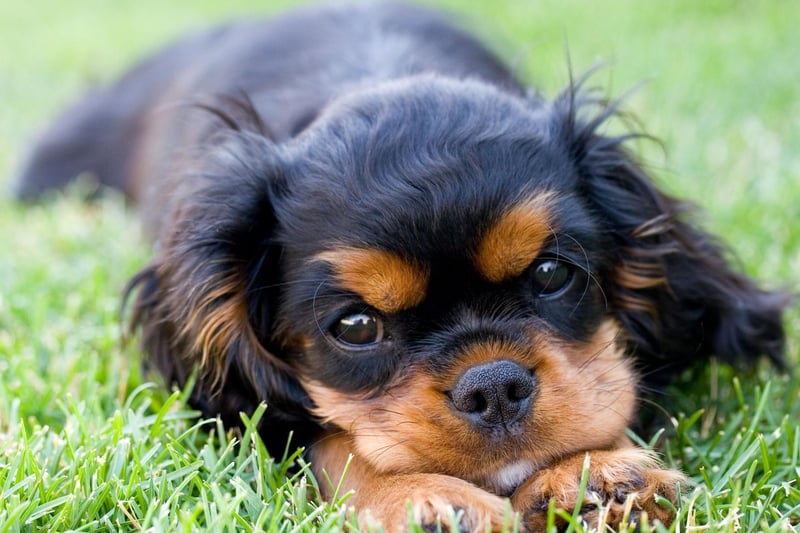A Cavalier King Charles Spaniel called Alansmere Aquarius won Best in Breed at Crufts in 1973.
