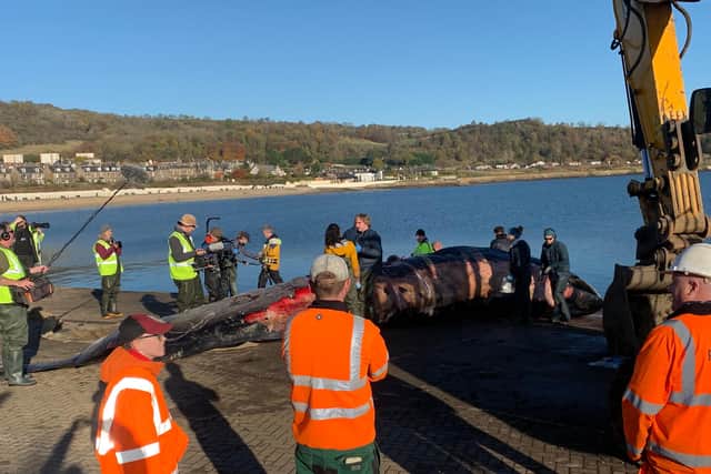 Fife Council are involved in the efforts to remove the whale's body.