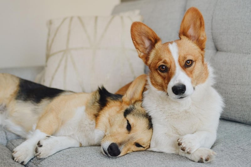 There are two distinct breeds of Welsh Corgi recognised by the Kennel Club - the Pembroke Welsh Corgi and the Cardigan Welsh Corgi. They look very similar but the  are Cardigan is larger, both in weight and in height, and the dogs have different shapes of tail.