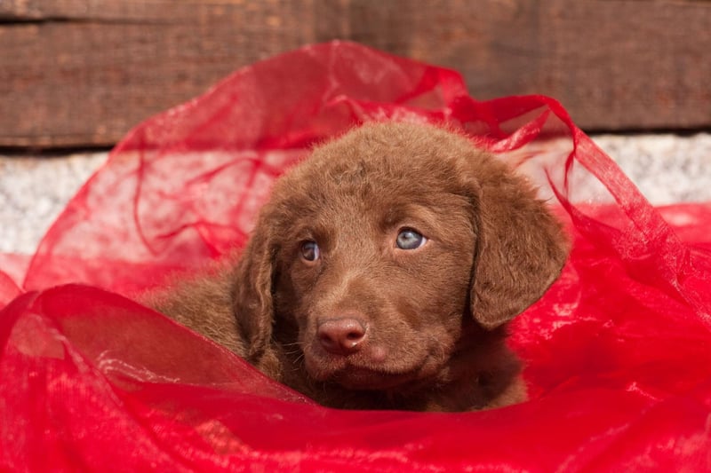 They may not be as popular as their Golden and Labarador cousins, but the Intelligent and sociable Chesapeake Bay Retriever can make for an equally fine guide dog.