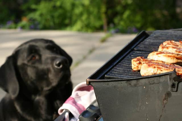 A few simple tips can make sure both you and your four-legged friend enjoy alfresco eating dining the summer.