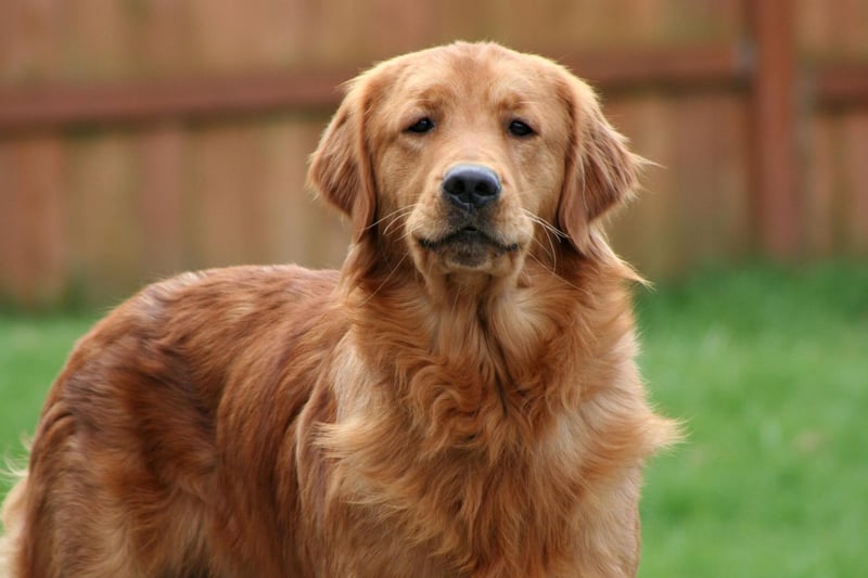 Chester claims ninth spot in our list of Golden Retriever names. It's derived from the Saxon word 'ceaster', meaning 'a fortified place', and led to the title of the English city of the same name.