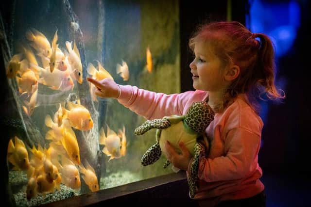 There have been significant changes to the aquarium in reaction to Covid-19 including hygiene screens and a one way system to reduce interaction between other visitors. There are also lots of additional hand sanitising facilities throughout the aquarium.