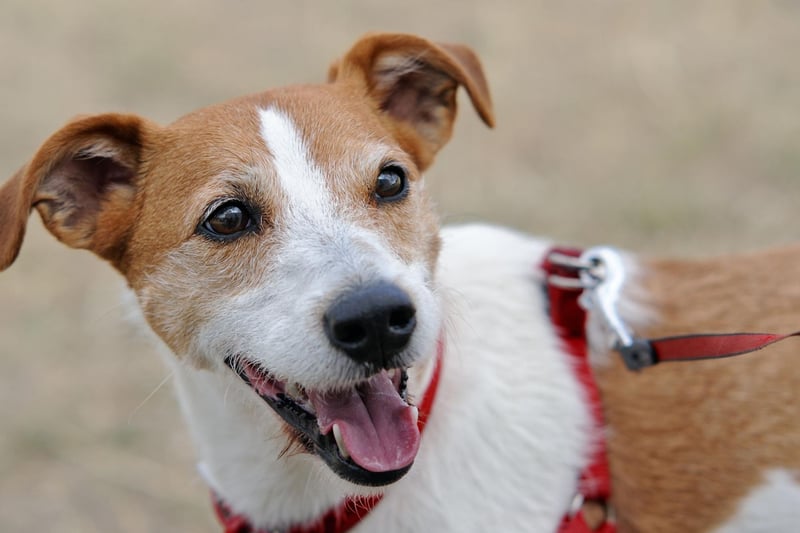 The Parson Russell Terrier is obedient and energetic, often excelling in dog sports such as agility courses. Not to be confused with the Jack Russell, a separate breed, these terriers were bred to help hunt foxes and badgers. If you're considering getting one, make sure you're prepared to give them plenty of exercise.