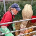 Joan in the lambing shed where the educational programme she leads provides those with learning needs support and agricultural experience