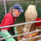 Joan in the lambing shed where the educational programme she leads provides those with learning needs support and agricultural experience