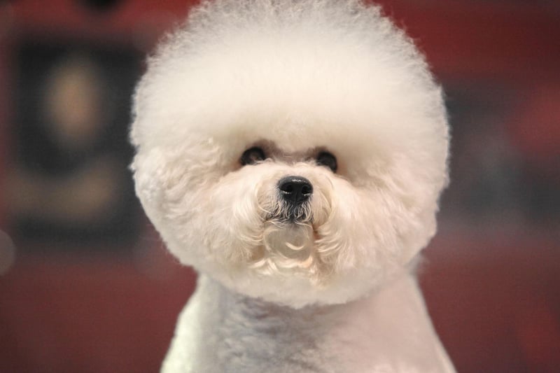 The Bichon’s popularity with royalty across royalty has led to them being portrayed in many famous pointings, including works by Francisco de Goya, Titian, and Sir Joshua Reynolds.