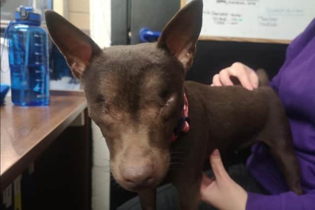 SSPCA: Overlooked blind dog in need of loving home as SSPCA appeals for potential owners