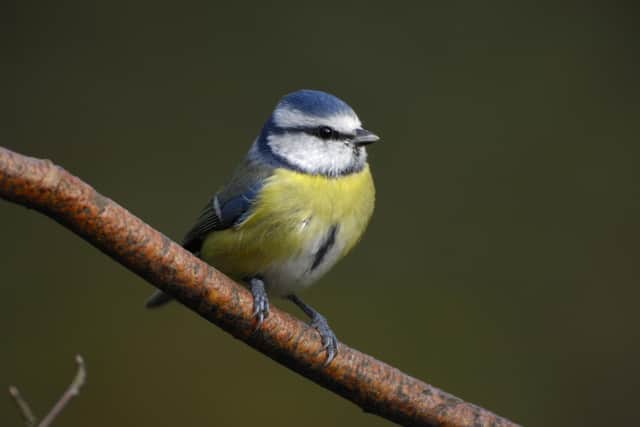 The blue tit was second most spotted last year.  (Pic: RSPB images)