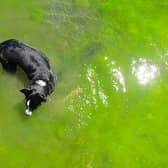 Fife Council has issued a warning about the dangers of blue-green algae. Image: The Pet Wiki