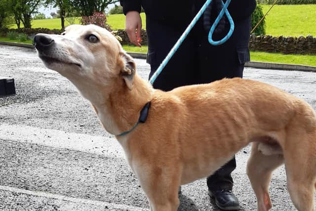 The dog was found in Glenrothes (Pic: Scottish SPCA)