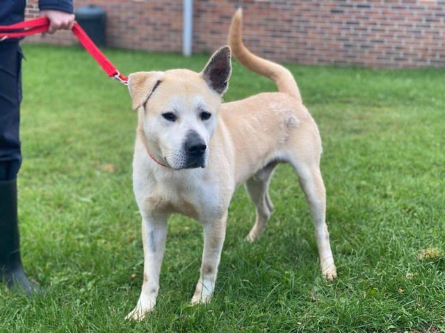 Terrific Tyson is the biggest softy you’ll ever meet! He loves having kisses and cuddles with his favourite people, and enjoys exploring his surroundings.