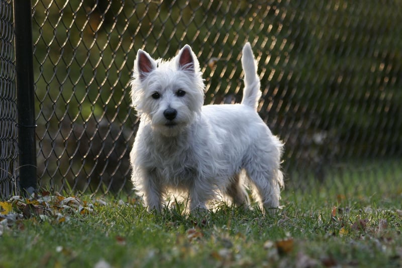 West Highland Terriers are great companion pets that combine small stature with a big loyal personality. A couple of 15 minute walks each day will give them all the excercise they need and they are very easy to train.
