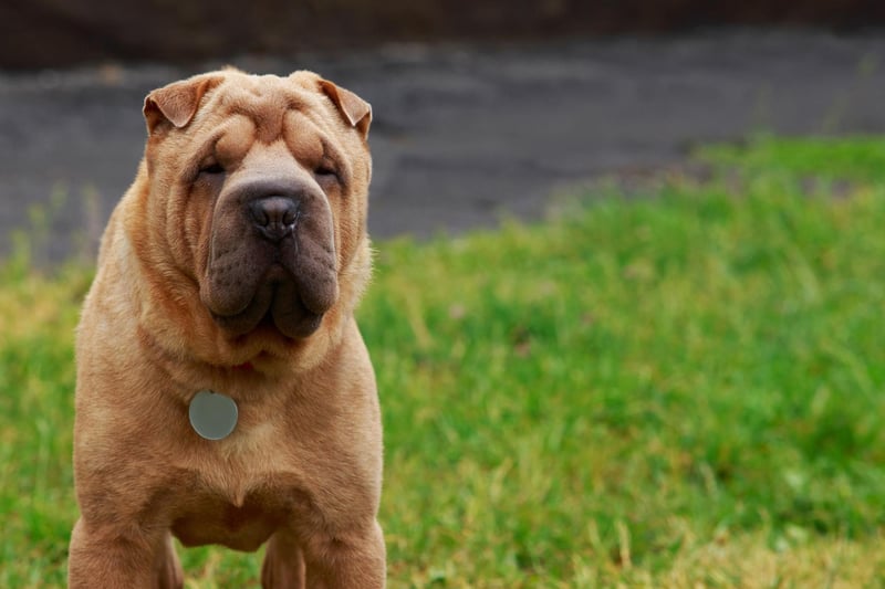 Shar-Peis have particularly narrow ear canals, meaning that it doesn't take much to block them and cause issues.