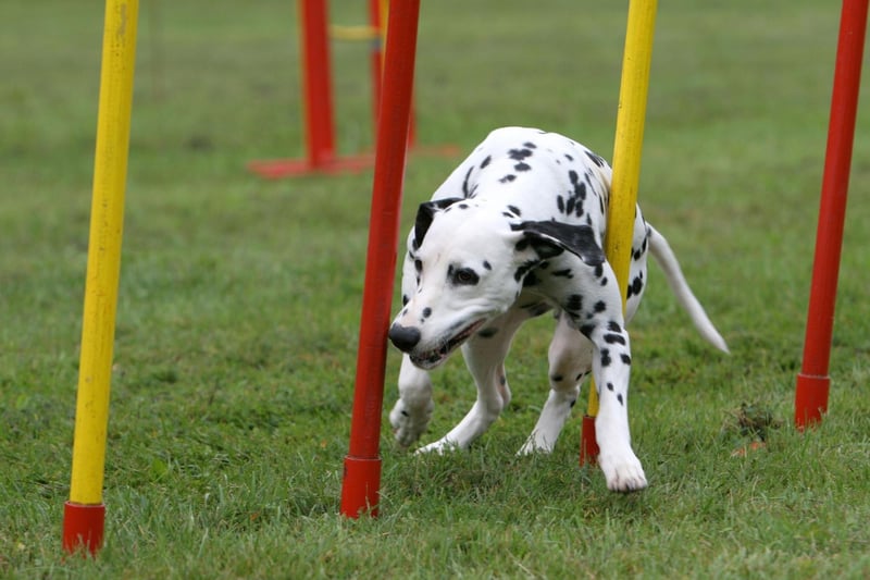 The Dalmation's love for play was used to great effect when they used to perform for delighted circus audiences. Now the spotty dogs are more likely to entertain their human family with their spirited antics.