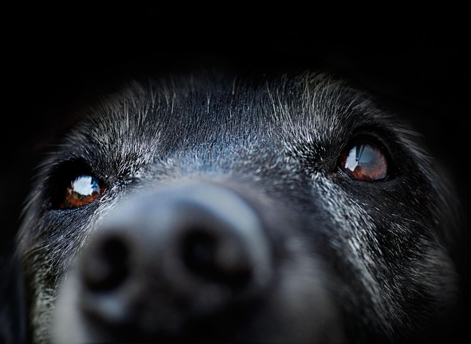 The average lifespan of 18 popular dog breeds - Vimarsana News