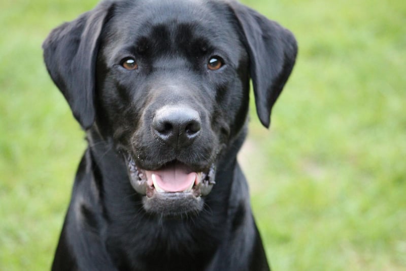Labrador Retrievers are the UK 's favourite breed of dog - partly due to their friendly disposition. This counts against them as a guard dog though, while their innate greed means that it tends to only take a couple of treats to get around them.