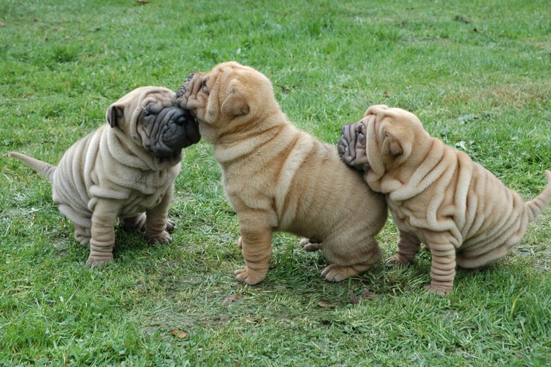 A challenger for the title of the world's wrinkliest breed of dog, it's sometimes difficult to work out where the Shar-pei's eyes are.
