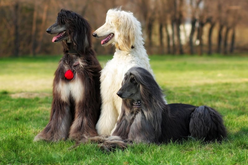 Closely related to the Saluki, the Afghan Hound is another breed that many think originated in ancient Egypt thousands of years ago. Christian legend has it that Noah chose to take the Afghan Hound onto his flood-surviving arc - showing how long the breed has been around.