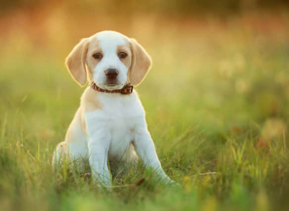 These are some of the more unusual puppy names popular around the globe.