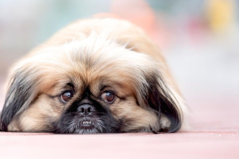 The Pekingese is designed for human laps rather than laps of a swimming pool. The worst combination of a flat face, short less, and little muscle meaning they should stay away from the water. They also hate the heat - so won't thank you for a summer outing to the beach.