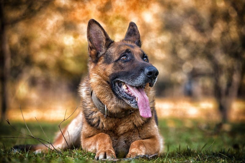 One of the most useful breeds of dog, the German Shepherd is equally at home being a family pet, serving on the battlefield or protecting the public as a police dog. They also have terrific teeth - both healthy and powerful.