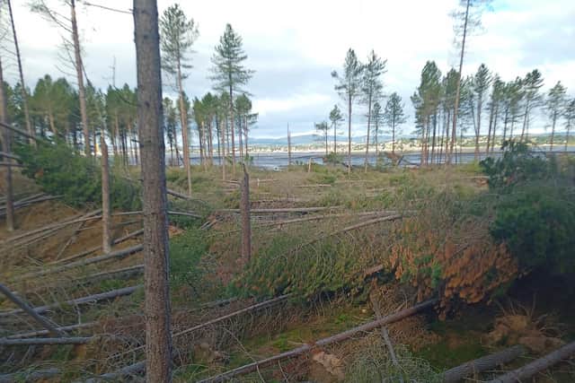 Tentsmuir Forest with trees flattened by Storm Arwen (Pic:  Forestry and Land Scotland)