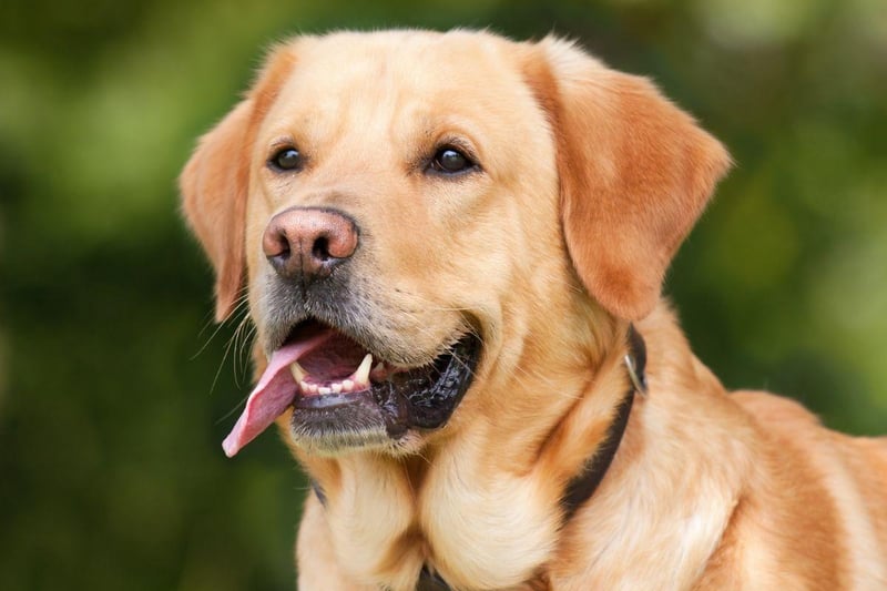 Starting with the dogs unlikely to have aggressive traits. One of the reasons that the Labrador Retriever is the world's most popular dog is its lack of aggression. Vigorous licking of faces is the main thing to look out for with this good natured breed.