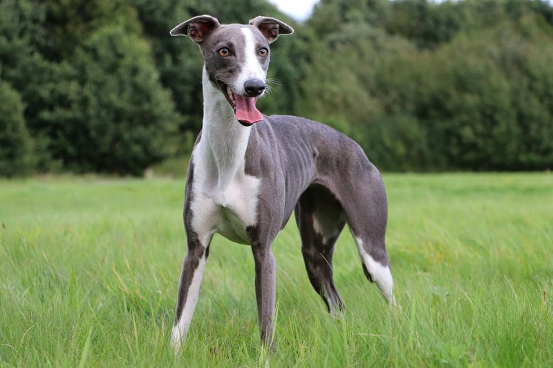 Monty is one of the more traditional names that's popular with Greyhound owners. A shortened version of Montgomery, meaning 'hill of the powerful one', it takes ninth spot.