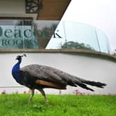 Peacocks in Pittencrieff Park. (Pic: John Devlin)