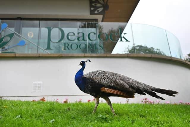 Peacocks in Pittencrieff Park. (Pic: John Devlin)