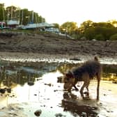 A Dog plays on Dalgety Bay beach