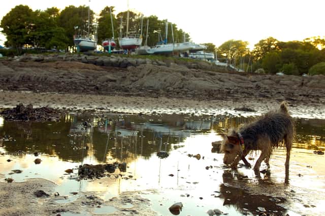 A Dog plays on Dalgety Bay beach